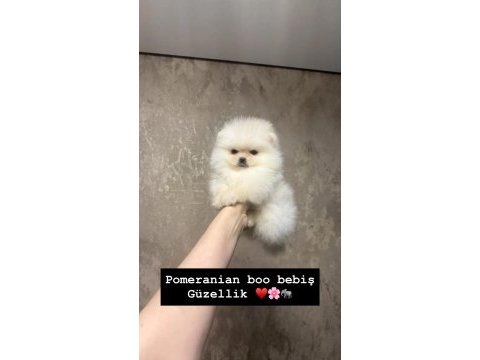 Pomeranian yavrular ırk garantili rusya girişli