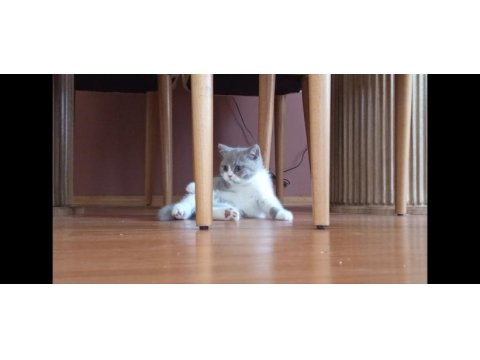 İzmir nadir renk british shorthair yavrumuz