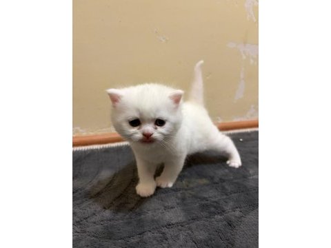 Pamuk şeker british shorthair oğlumuz
