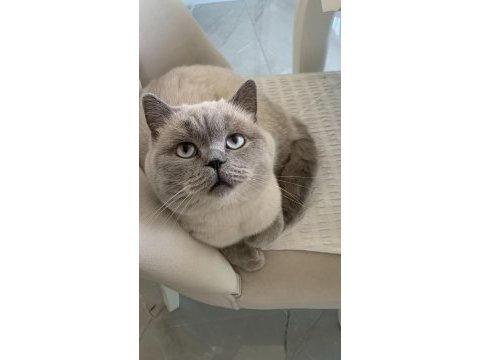 Erkek yavrular ankara