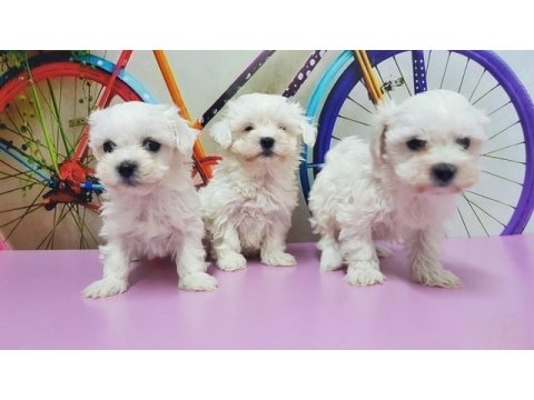 Maltese terrier yavru köpeğimiz