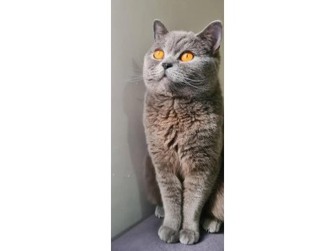 Kısırlaştırılmış mikro çipli british shorthair