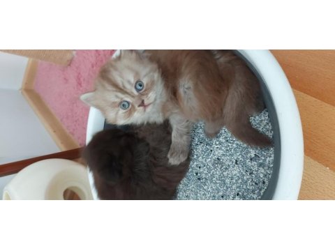 Ender renkte british longhair kızımız