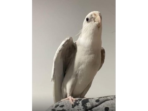 Eğitimli sultan papağanı albino wf
