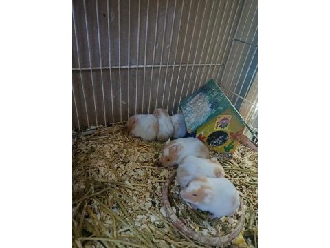 Yavru hamster sahiplendirme