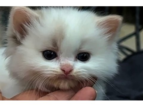 Şampiyon anne ve babanın safkan ragdoll bebekleri