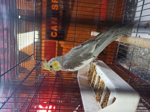 Sarı yanak mutasyon erkek sultan papağanı