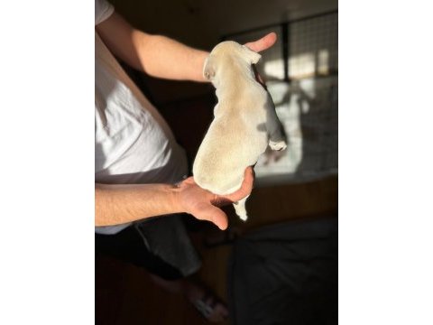A kalite orjinal french bulldog yavruları 50 günlük