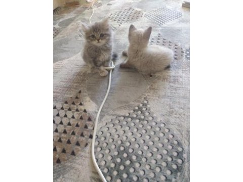 Kedilerimizi sahiplendirme