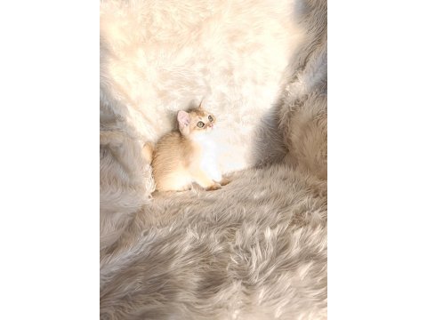 British shorthair golden ny11 erkek