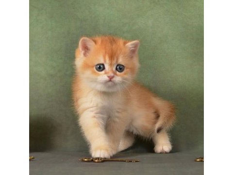 Manken gibi golden british shorthair 