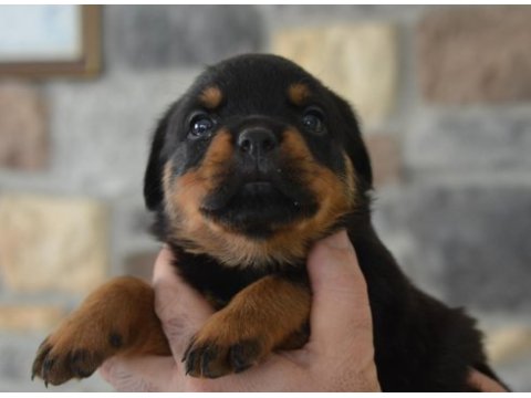 Türkiye şampiyon yavrular a şecereli rottweiler resmi üretim
