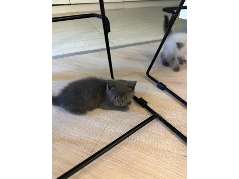 2 aylık yavru british shorthair