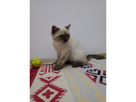 Erkek 6 aylık british shorthair kedisi