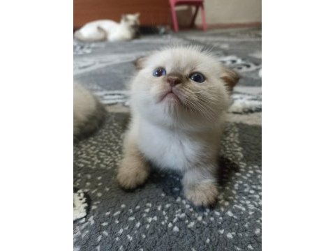 Bizim kediler yeni ailesini arıyor