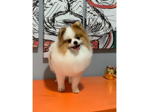 Pomeranian boo