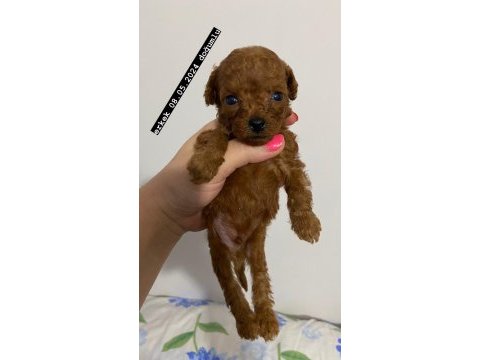 Toy poodle bebekler
