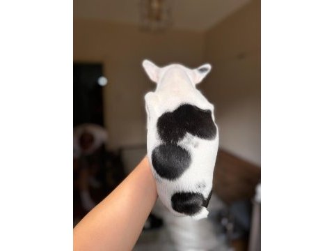 Dünya tatlısı french bulldog kızımız