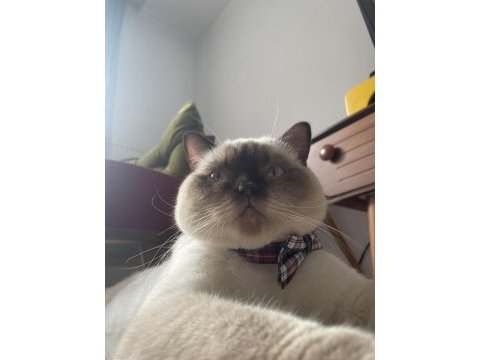 British shorthair blue point erkek kedimiz