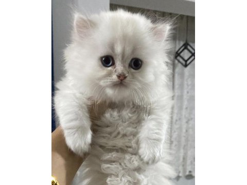 Safkan anne ve babadan british longhair