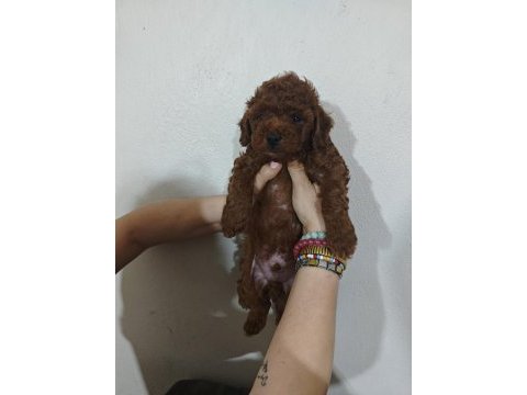 Kendi kızımın poodle yavruları