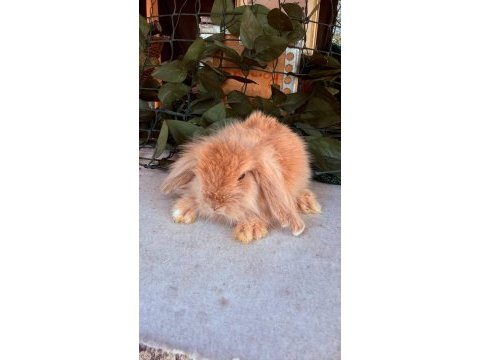Hollanda lop ve cüce tavşanlar