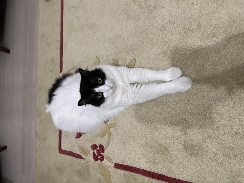 Ankara kedisi kırması