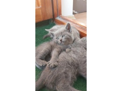 Evinize neşe ve huzur istiyorsanız british shorthair