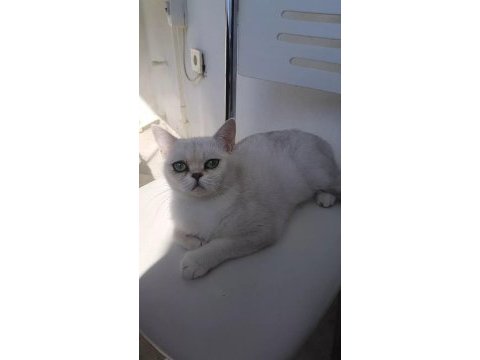 Ns 11 british shorthair kızımıza eş arıyoruz