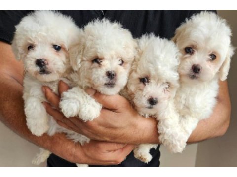 Maltipoo bebişler