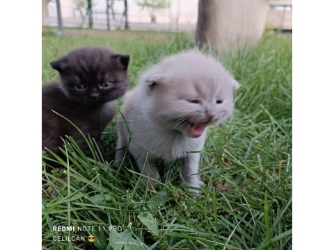 Dünyalar tatlısı ömürlük scottish fold dostlar