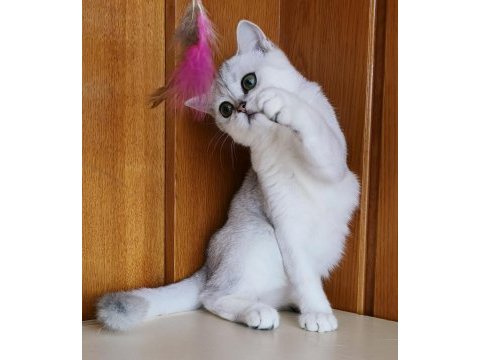 Scottish straight shorthair ns11 dişi