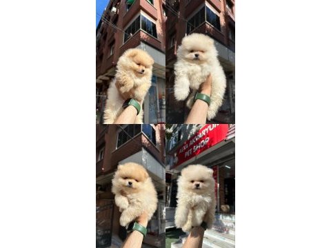 Dünyalar tatlısı japon pomeranian yavrularımız