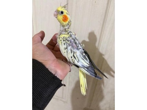 39 günlük sultan papağanı bebek