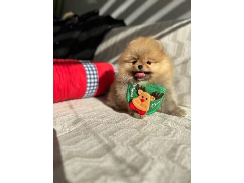 Orijinal pomeranian boo show kalite yavrular