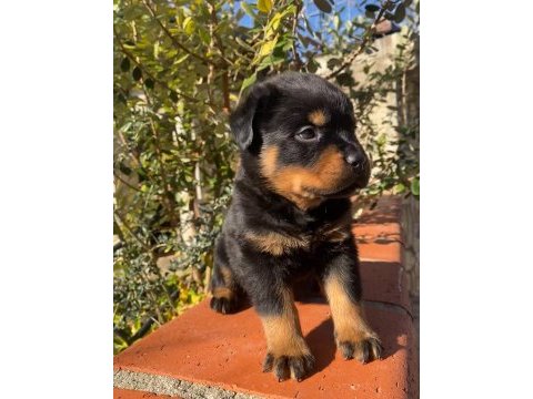 A şecere rottweiler yavruları