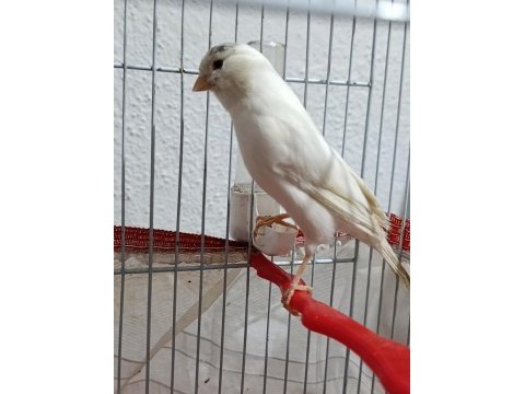 40 günlük hareketli sultan papağanı