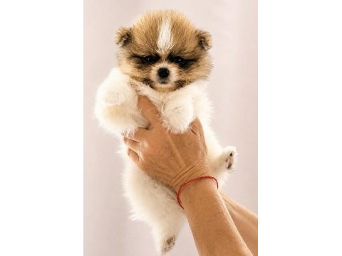 Yüksek kalite pomeranian boo