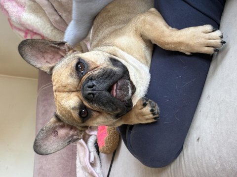 Erkek french bulldog karnesi yoktur