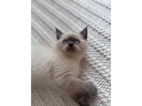2 aylık safkan blue point british shorthair