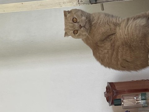 Ballı kedimiz ücretsiz sahiplendirilecektir