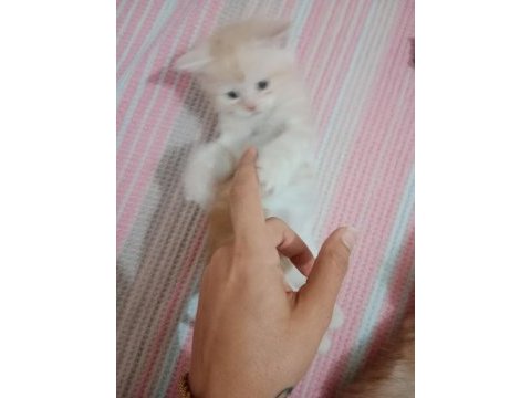 Chinchilla 2 aylık sahiplendirme