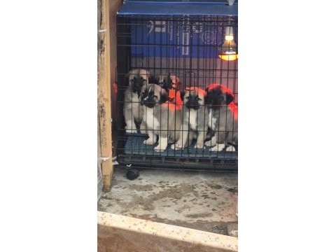 Orjinal safkan kangal yavrular