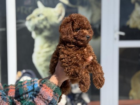 Petmode köpek çiftliğinde ziyarete açık toy poodle