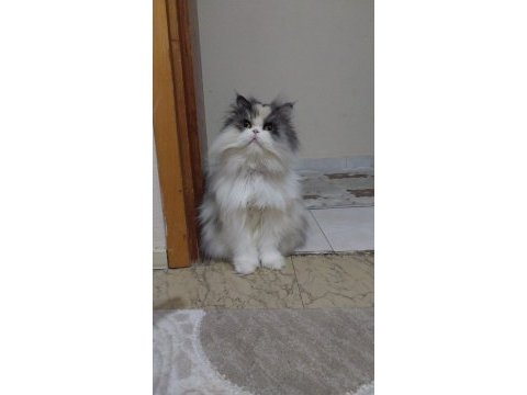 Kız evlada sahıp olmak isteyen