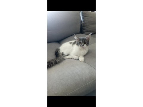 Nazik maine coon devler yuvasını arıyor