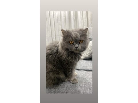 British longhair kızıma güzel yuva arıyoruz