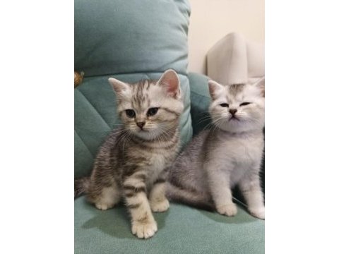 British shorthair silver point yavrular iki aylık