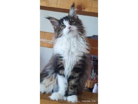 Şeceresi şampiyonlar ile dolu polidaktil dev maine coon