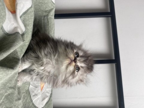 Scottish fold pofuduk kediler